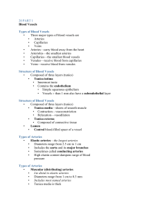 Types of Arteries