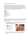 human cardiovascular physiology