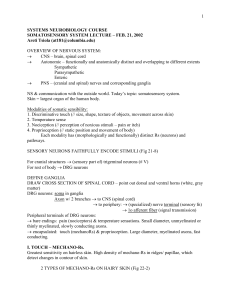 OVERVIEW OF THE NERVOUS SYSTEM: