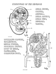 Kidney Coloring