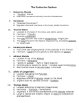 Endocrine System Notes