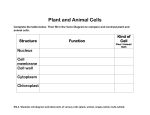Plant and Animal Cells Review