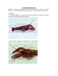Crayfish Dissection Lab
