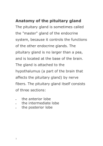 Anatomy of the pituitary gland