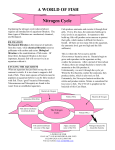 Nitrogen Cycle - A World Of Fish