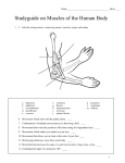 Gross Anatomy of Muscles Study Guide