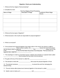 Digestion- Check your Understanding 1. What are the four stages of