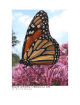 Monarch Butterfly`s Mysterious Life