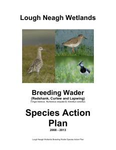 4.3. Breeding Wader Species Action Plan