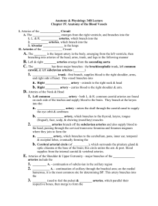 Blood Vessel Anatomy