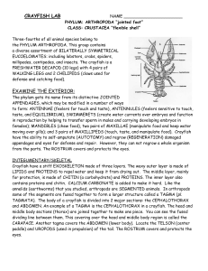 Crayfish Lab - c214science