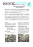 Phytophthora%20ramorum[1]