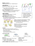 Protists