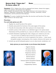 Human Body Booklet