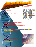Webquests_files/Genes and DNA SWQ