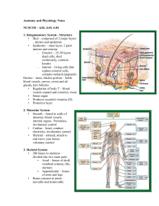 Anatomy and Physiology Notes