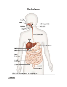 Digestive System Digestion: Functions of Digestive Organs: 1. Mouth