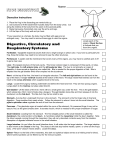 Frog Digestive System