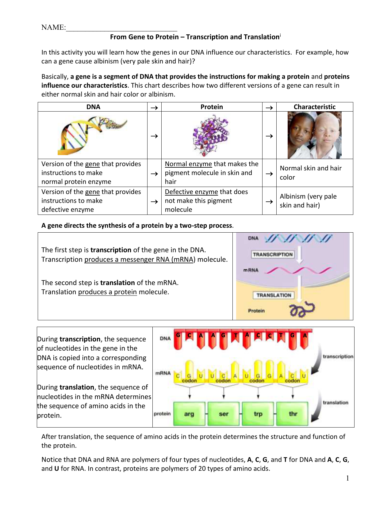 Transcription And Translation Worksheet