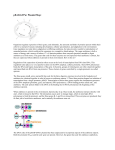 pGLO Plasmid Map