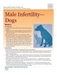 male_infertility-dogs