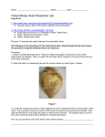 Virtual Sheep Heart Dissection Lab Student Worksheet