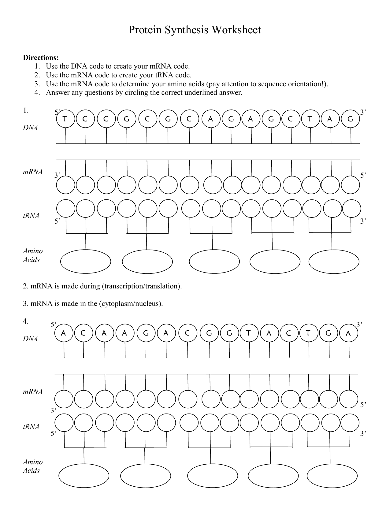 Protein Synthesis Worksheet With Protein Synthesis Worksheet Answer Key