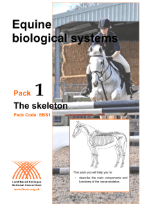 Equine biological systems