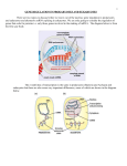 GENE REGULATION IN PROKARYOTES AND EUKARYOTES