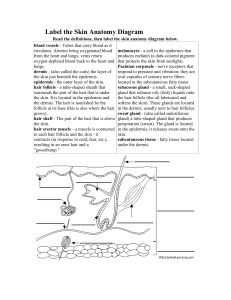 Label the Skin Anatomy Diagram