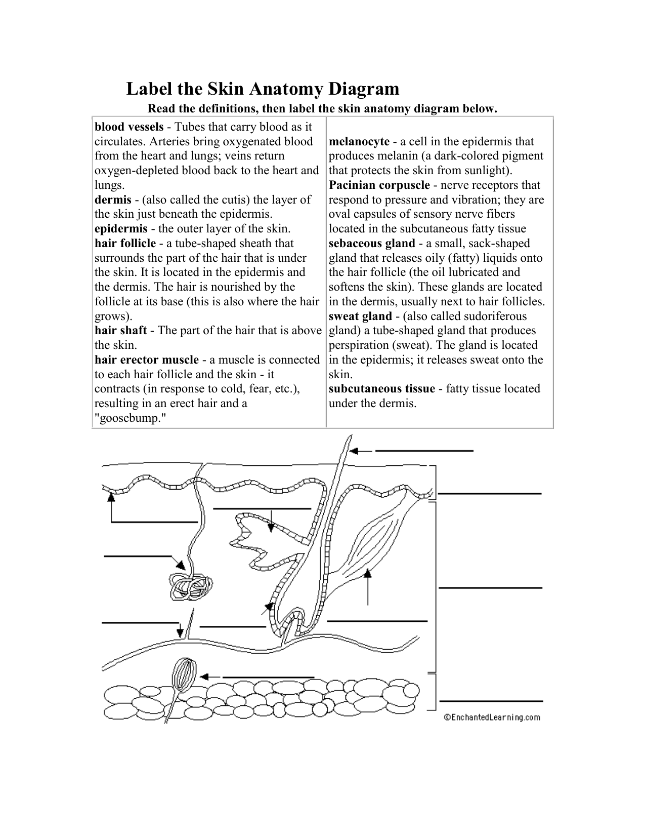 Label The Skin Anatomy Diagram