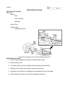 Skeletal Muscle Activity