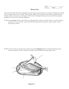 Mussel Lab