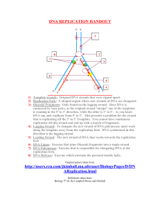 DNA REPLICATION HANDOUT