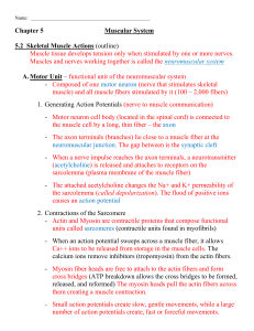 5.2 Skeletal Muscle Actions