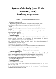System of the body (part II: the nervous system) teaching programme
