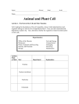 Animal-Plant Cell Activity