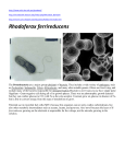 Background Factsheet: Microbes