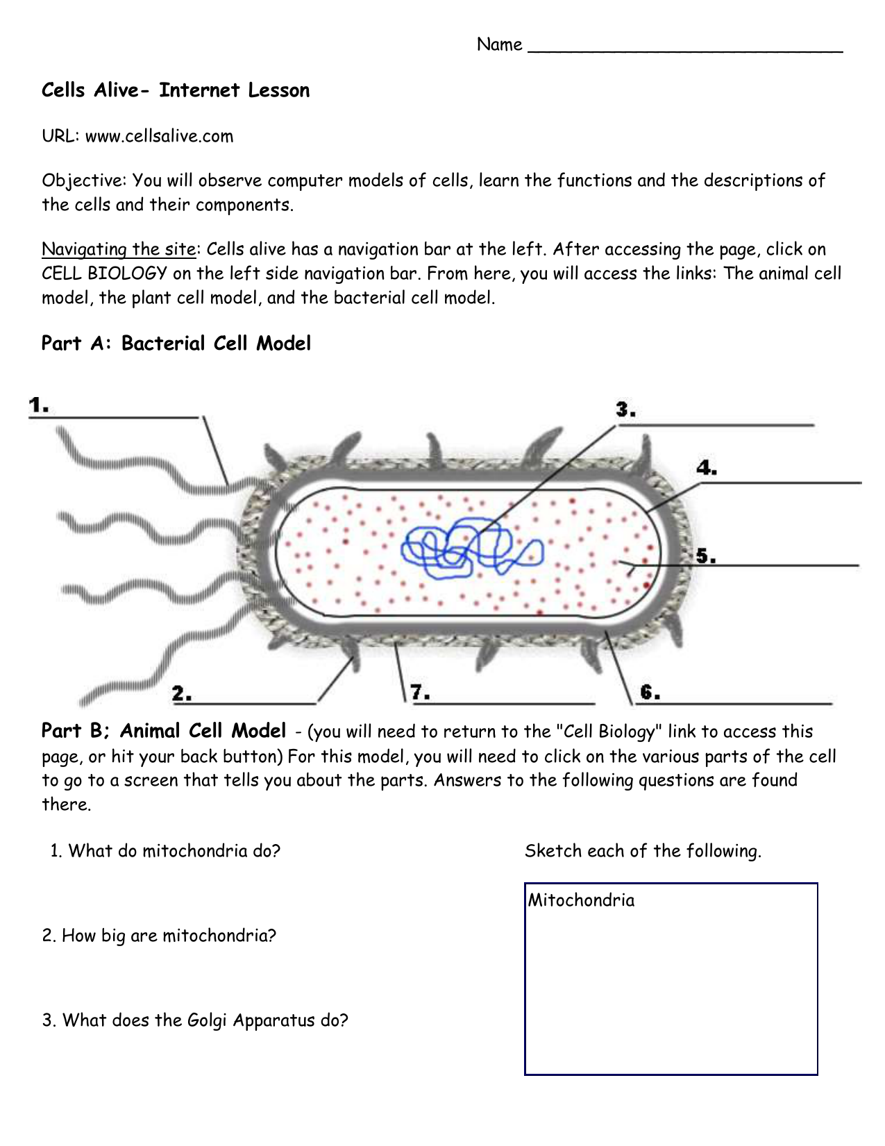 Cells Alive Tutorial 21-21 With Cells Alive Worksheet Answer Key