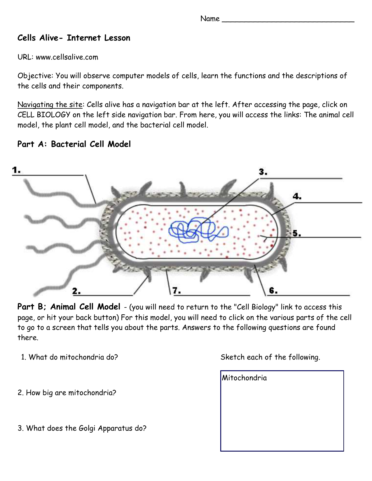 cells-alive-worksheet-answer-key