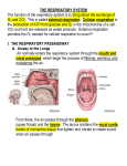 THE RESPIRATORY SYSTEM notes