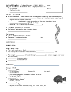 Animal Kingdom - Phylum Chordata - STUDY NOTES