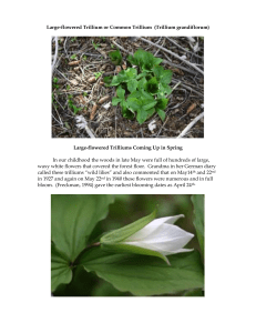 Large-flowered Trilliums