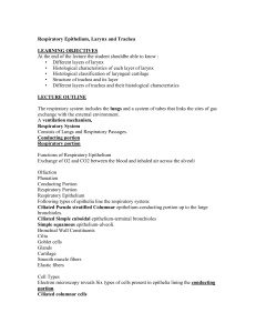 Respiratory Epithelium, Larynx and Trachea