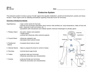 Endocrine System booklet