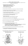 Digestive-Excretory Test Review Key