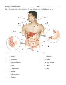 Digestive_System_organs