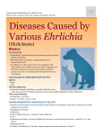 diseases_caused_by_various_ehrlichia_(ehrlichiosis)