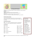 Cell Organelle Flip Book Assignment: Create a flip book of different