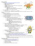 AP Notes Plant Reproduction 09